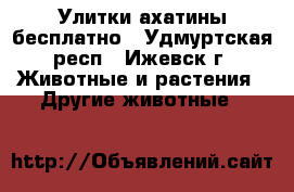 Улитки ахатины бесплатно - Удмуртская респ., Ижевск г. Животные и растения » Другие животные   